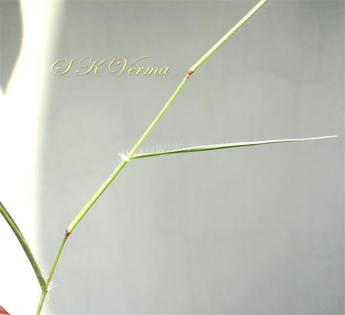  Leaf and stem